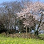 深谷市鹿島古墳群85_86_88_89号墳