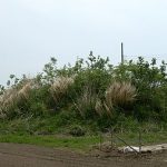 神川町南塚原支群12_13号墳