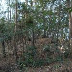 深谷市西山古墳群1_9_11_12号墳