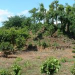 寄居町大塚古墳