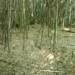 寄居町壁ヶ谷戸・飯塚1_2_3号墳