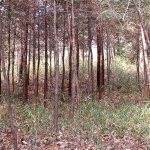 滑川町東両表古墳群1_4_5号墳