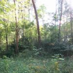 滑川町中山古墳群1_4_5_6号墳