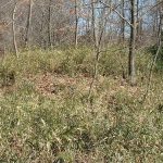 嵐山町山王古墳群9_10_11_12号墳