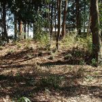 嵐山町屋田古墳群（旧月輪古墳群）