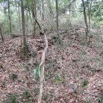 吉見町茶臼山古墳