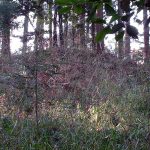 滑川町山中古墳群1_2_3_4_5_6_8号墳