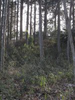 栃木市赤坂古墳群3号墳