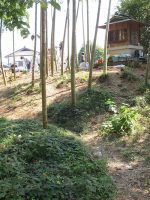 栃木市城内１号墳（円通寺古墳）