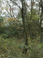 佐野市五箇古墳群2_3号墳