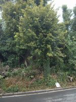 朝霞市峡山古墳