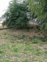 佐野市蓮沼古墳群11_12号墳