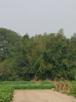 久喜市東裏古墳