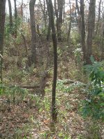 栃木市藤井古墳群65号墳