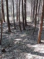 足利市磯入古墳群9号墳他