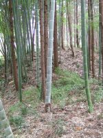 佐野市市の沢古墳群10号墳