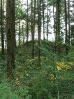 佐野市市の沢古墳群11号墳