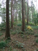 佐野市市の沢古墳群12号墳