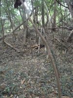 足利市北郷・稲荷山・西耕地古墳群2号墳