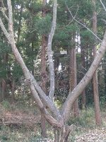 栃木市熊野神社古墳
