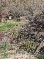 足利市丸木古墳群10_16号墳