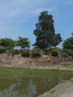 栃木市丸山古墳