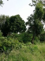 久喜市夫婦塚古墳