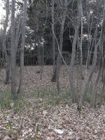 栃木市向山古墳群4号墳