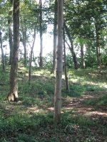 足利市中日向古墳群2号墳