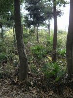 足利市中日向7_8_9号墳