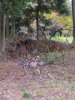 足利市西根古墳群104～109号墳付近