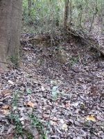 足利市西根古墳群90～100号墳付近