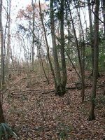 足利市菅田古墳群1_2_4_5_7号墳