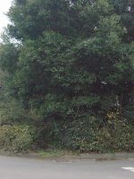 足利市高松天神山古墳