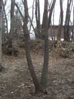 益子町バッカン塚古墳群1号墳