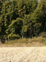 真岡市大日塚古墳