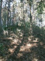 上三川町後志部古墳（神主7号墳）