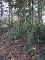 下野市中大領東原古墳_中大領東原東古墳