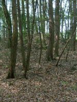 宇都宮市東原古墳