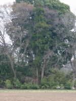 宇都宮市本村上野遺跡所在古墳