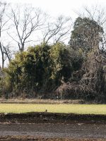 真岡市星の宮神社西古墳