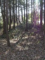 壬生町古敷古墳群3_4_5_6号墳