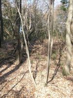 壬生町古敷古墳群8_10_11号墳