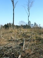 市貝町市塙横塚古墳群1号墳（横塚古墳、牛塚古墳）