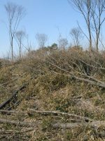 市貝町市塙横塚古墳群2号墳