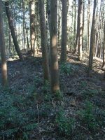 市貝町諏訪塚古墳群1号墳（諏訪塚古墳）