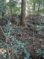 真岡市カクレザト塚古墳