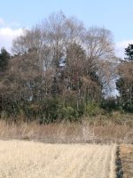 壬生町亀の子塚古墳