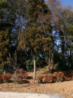 上三川町八龍塚古墳（上三川1号墳）