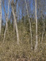 市貝町駒塚古墳群1号墳